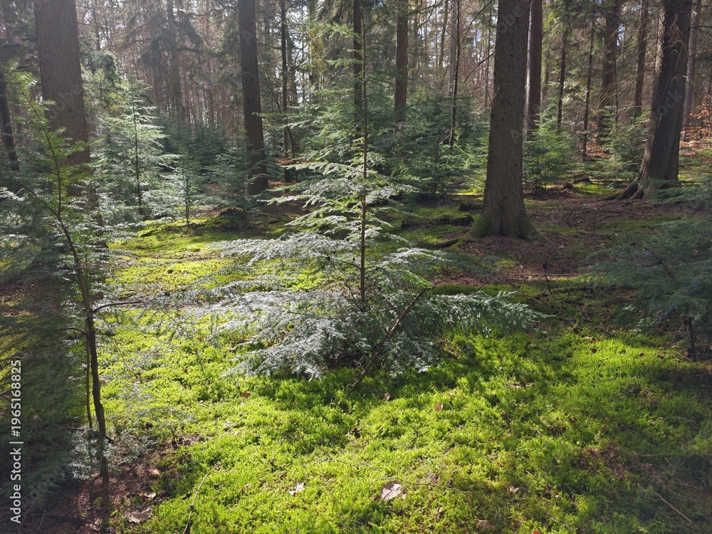 Obraz premium Douglasie auf Waldlichtung