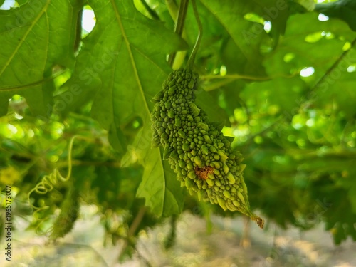 Photography Fruit fly-infected bitter gourd hanging in home garden