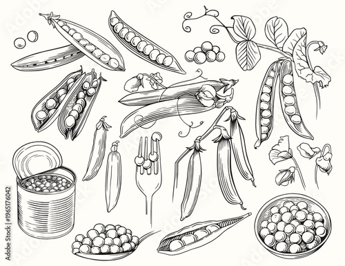Green Peas set. Vector sketch illustration of farm vegetables.