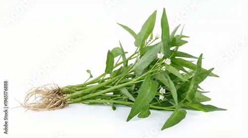 Fresh Green Water Spinach with Roots and Small White Flowers on White Background