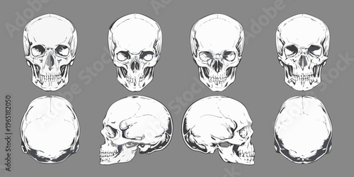 Anatomical study of human skulls in various orientations and perspectives