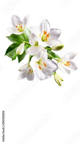 Elegant white lily flowers with fresh green leaves and delicate buds ideal for celebrating special occasions, offering greetings, or enhancing tranquil marketing materials.