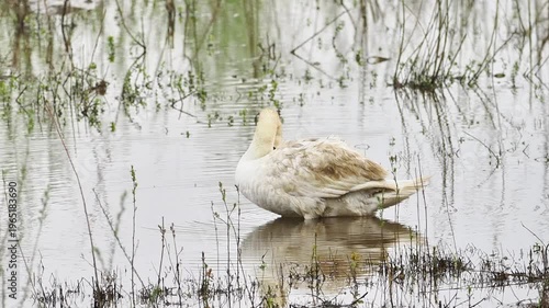 Cygne tuberculé (Cygnus olor) en toilettage dans une zone humide, comportement naturel de grooming en milieu aquatique