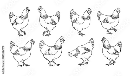 Elegant hen line art vector set with multiple chicken poses minimalist farm animal outline illustration
