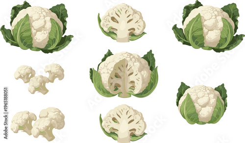 Fresh Raw Cauliflower Vegetable Vector Illustration Set Featuring Whole Sliced And Cut Pieces For Cooking And Healthy Food Design