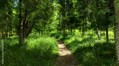 Green forest with path in central java