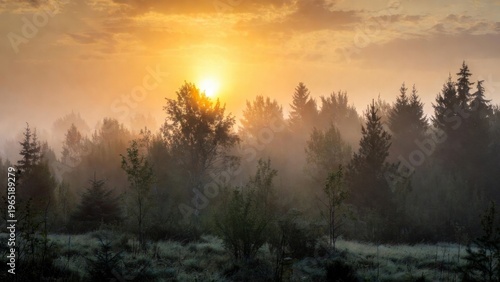 Sun rising behind foggy conifer trees in early morning forest