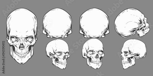 Anatomical study of human skulls in various orientations and views