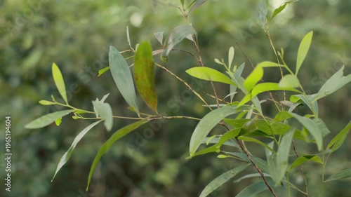Detail of elongated Acacia leaves in a tropical woodland. Natural background for environmental and botanical themes.