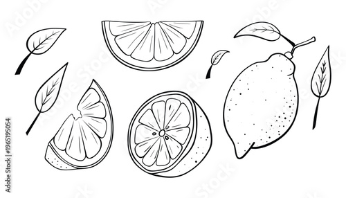 Hand drawn lemon sketching set. lemon drawing . slice of lemon and leaves for web, print, product design, logo, package, cafe menu. vector illustration