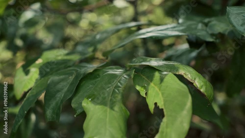 Lush green tropical leaves shimmering under warm forest light. High-quality foliage footage for environmental and natural backgrounds.