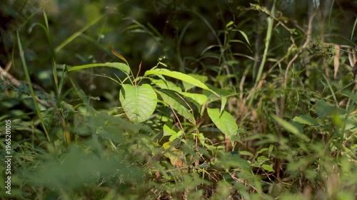A close-up of a vibrant green sapling surrounded by wild grass in a tropical forest. Perfect for themes of growth, reforestation, and new beginnings.