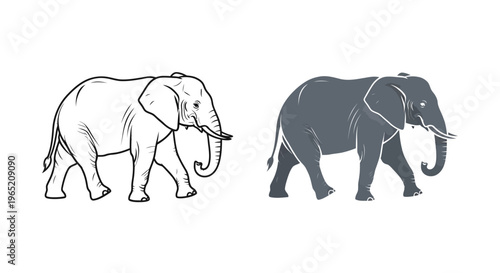 Set of two vector graphic illustrations depicting an African elephant walking gracefully