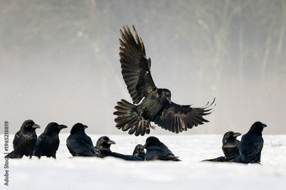 Naklejka premium Common Raven - Corvus corax, iconic black large bird native to European woodlands and forests, Poland.