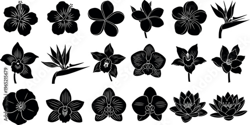 Collection of black flower silhouettes hibiscus orchid bird of paradise lotus