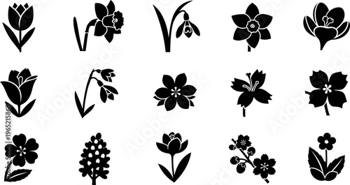 Collection of black flower on white background tulip daffodil snowdrop cherry blossom