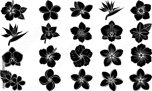 Collection of black silhouette tropical flowers and leaves hibiscus plumeria