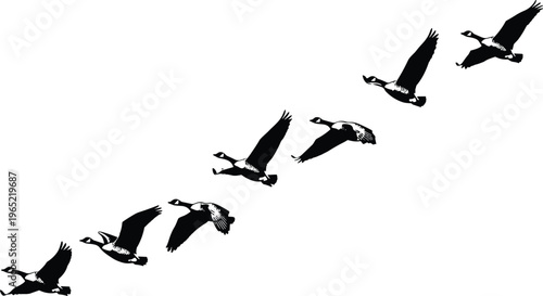 Flock of Canada geese flying in formation isolated on white background, black silhouettes of wild birds migrating for nature travel and seasonal wildlife design.