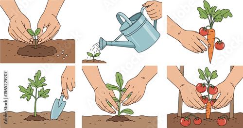 Step-by-step illustration of planting and growing vegetables from seed to harvest