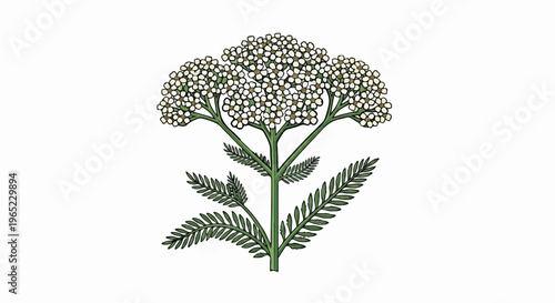 Detailed illustration of a yarrow plant with white flowers and feathery leaves