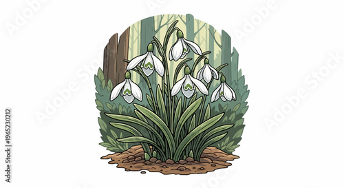 Delicate white snowdrop flowers bloom in a woodland setting