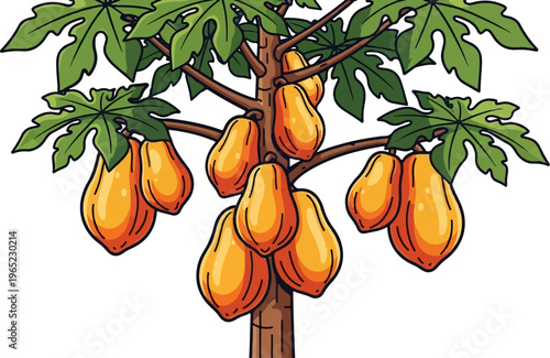 Illustration of a papaya tree with ripe fruit and large green leaves