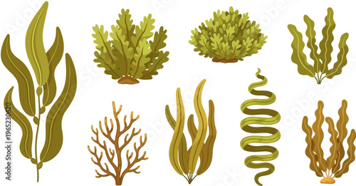 Collection of diverse aquatic plants, showcasing various shapes and textures