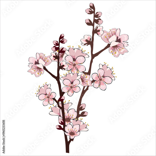 Spring blooming flowers branch Sakura cherry