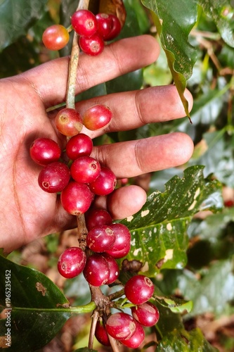 Coffee beans ripening on a tree
