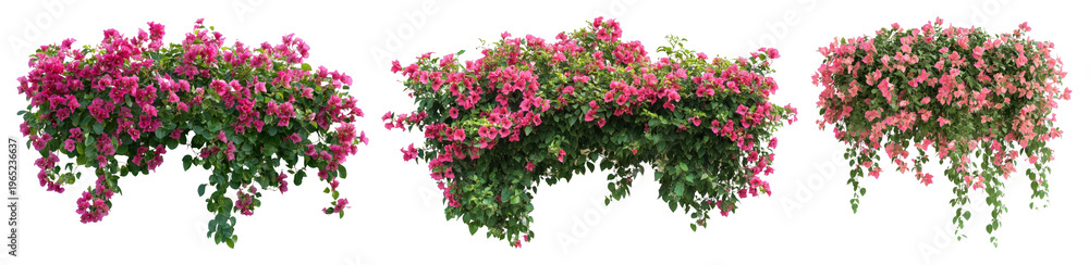 Naklejka premium PNG Vibrant cascading pink flowers on transparent background