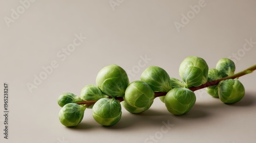 Fresh Brussels sprouts on the stalk, organic vegetable concept, neutral background