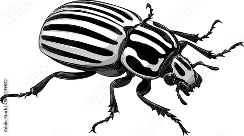 Black and white illustration of a striped beetle with jagged legs on a white backdrop