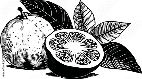 Black-and-white drawing of a whole and halved fruit surrounded by leafy foliage