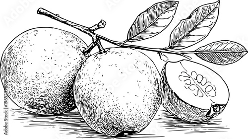 Line drawing of fruit on a branch, including leaves and a half-sliced fruit