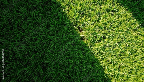 Vibrant green grass illuminated by bright sunlight, perfect for nature, growth, and outdoor themes in presentations and designs.