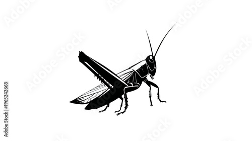 Silhouette image of a grasshopper with detailed wings, antennae, and legs on a white background