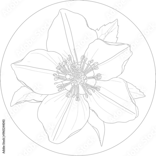Detailed sketch of a hellebore flower with leaves, enclosed in a simple circular frame