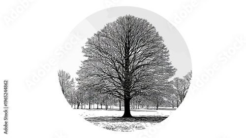 Monochrome drawing of trees in a park rendered in a sketch-like hatching style