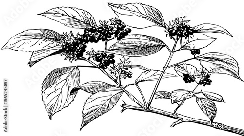 Black and white botanical illustration of a branch with berries and detailed leaves