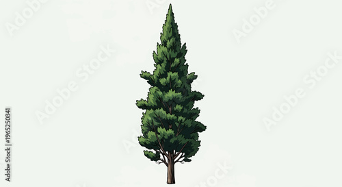 Tall, slender evergreen tree with dark green foliage and a brown trunk