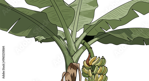 A bunch of unripe and ripe bananas hangs from a large banana plant