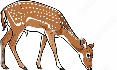 Brown spotted deer with white markings gracefully bends down to graze