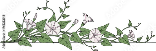 Delicate vines with trumpet-shaped flowers and heart-shaped leaves cascade across