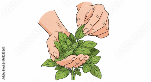 Gentle hands pluck fresh green basil leaves from a healthy plant