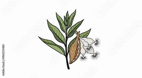 Green leaves, open pod with seeds, and white fluffy flowers