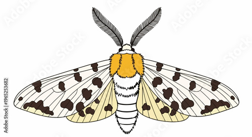 Spotted moth with feathery antennae and yellow collar