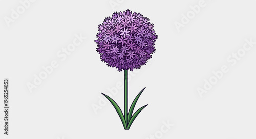 A solitary purple allium bloom with star-shaped petals and green leaves