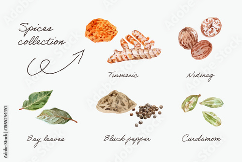 Watercolor hand drawn spices collection