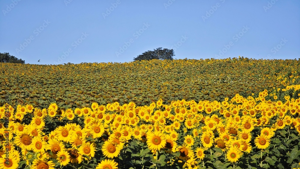 Fototapeta premium Field of sunflowers. Summer time. 