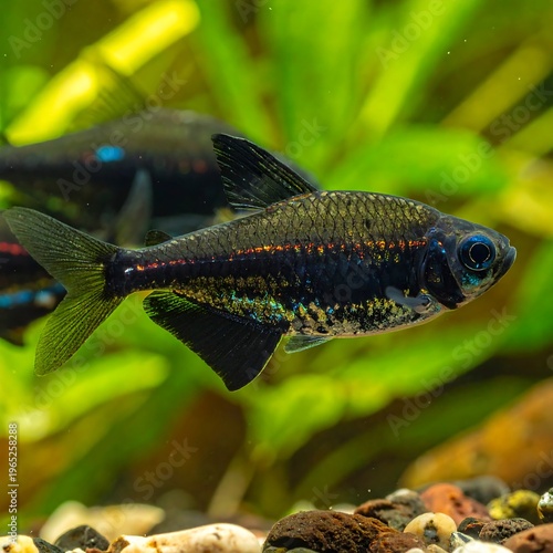 A small fish with black and orange scales swims near aquatic plants